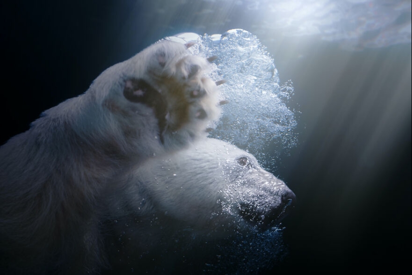 I Observed And Photographed Daily Activities Of Polar Bears Living In The Zoo