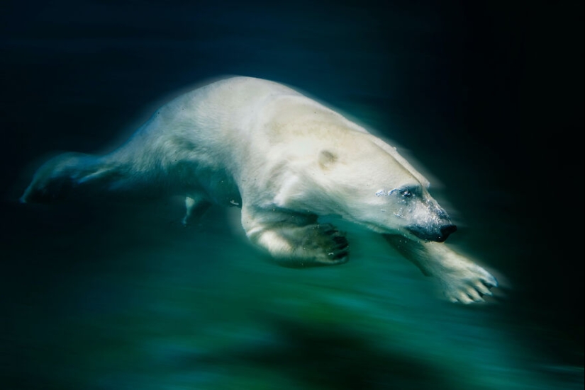 I Observed And Photographed Daily Activities Of Polar Bears Living In The Zoo