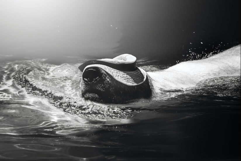 I Observed And Photographed Daily Activities Of Polar Bears Living In The Zoo