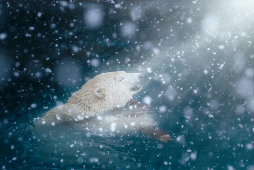 I Observed And Photographed Daily Activities Of Polar Bears Living In The Zoo