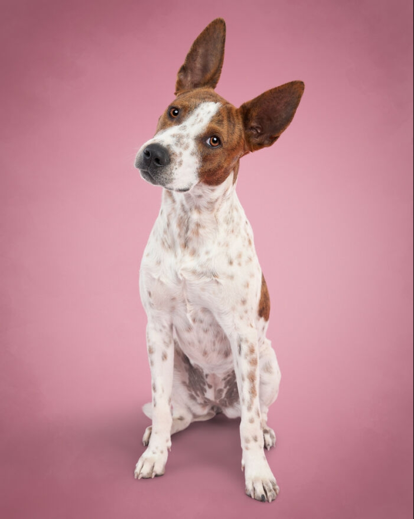 I Photographed 16 Rescue Dogs In Hopes That This Will Help Them Find Forever Homes