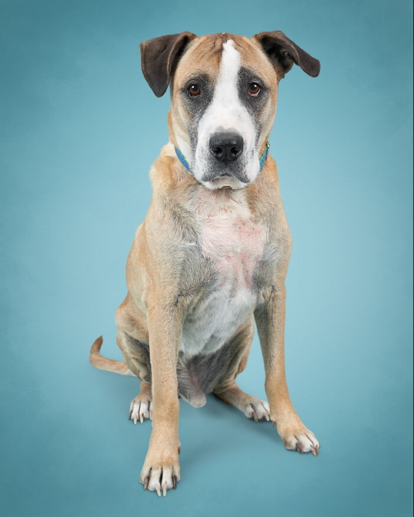 I Photographed 16 Rescue Dogs In Hopes That This Will Help Them Find Forever Homes