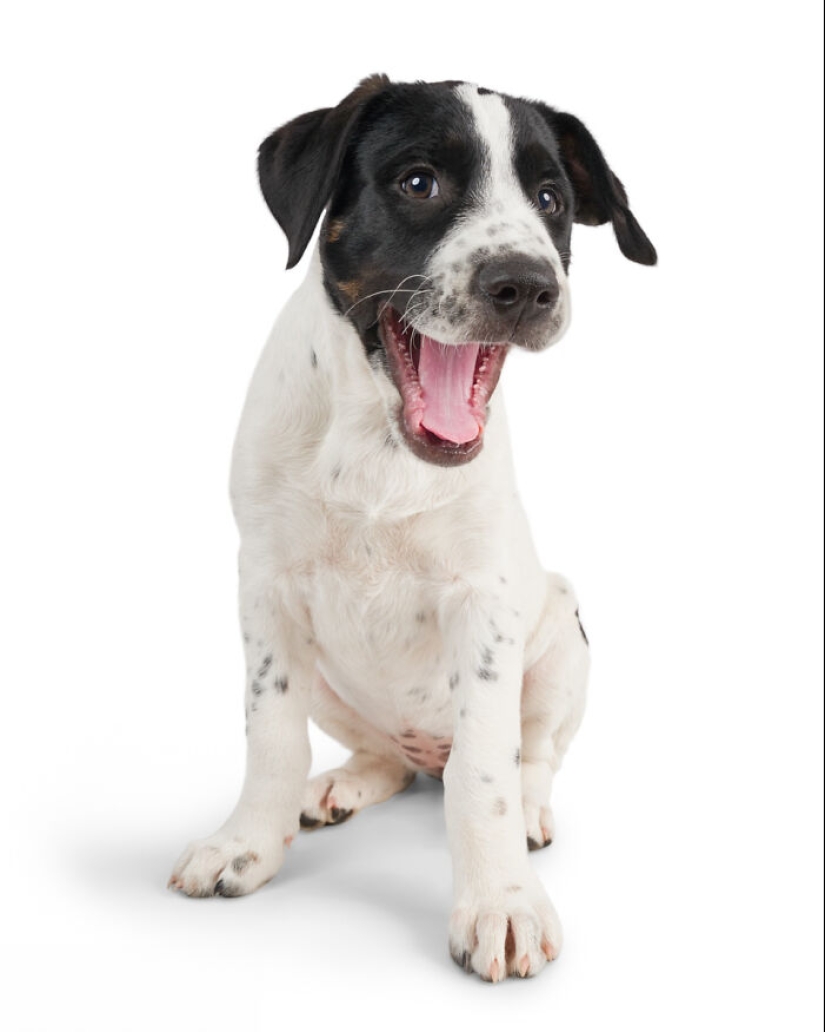 I Photographed 16 Rescue Dogs In Hopes That This Will Help Them Find Forever Homes