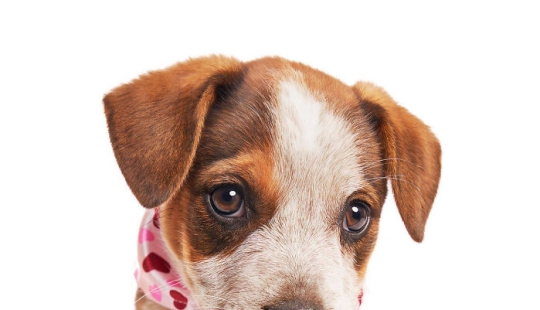 I Photographed 16 Rescue Dogs In Hopes That This Will Help Them Find Forever Homes