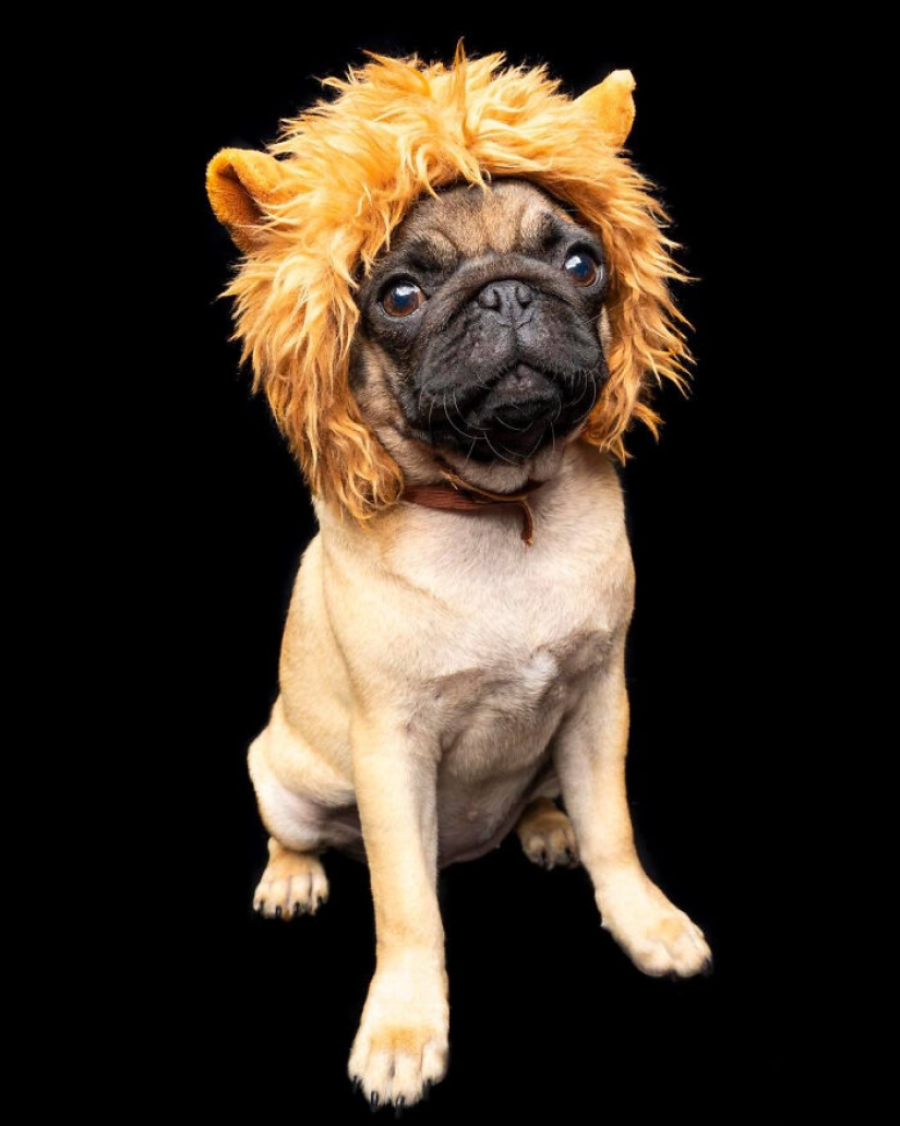 I Photographed 16 Rescue Dogs In Hopes That This Will Help Them Find Forever Homes