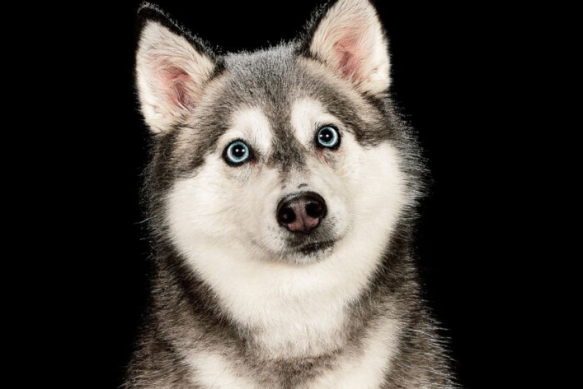 I Photographed Dogs Playing With Water