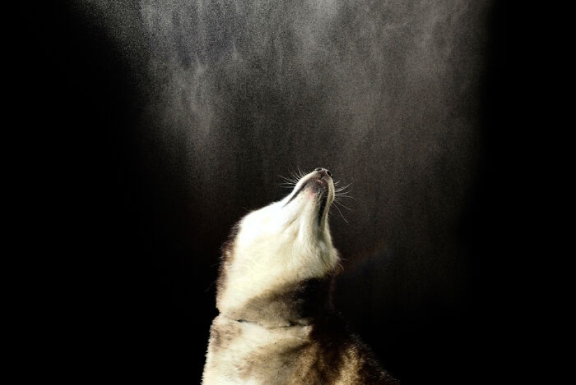 I Photographed Dogs Playing With Water