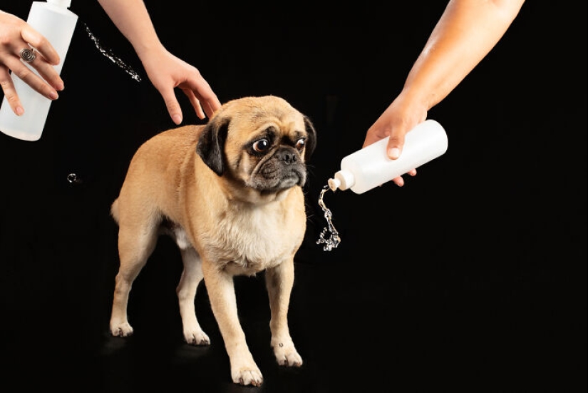 I Photographed Dogs Playing With Water