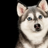 I Photographed Dogs Playing With Water