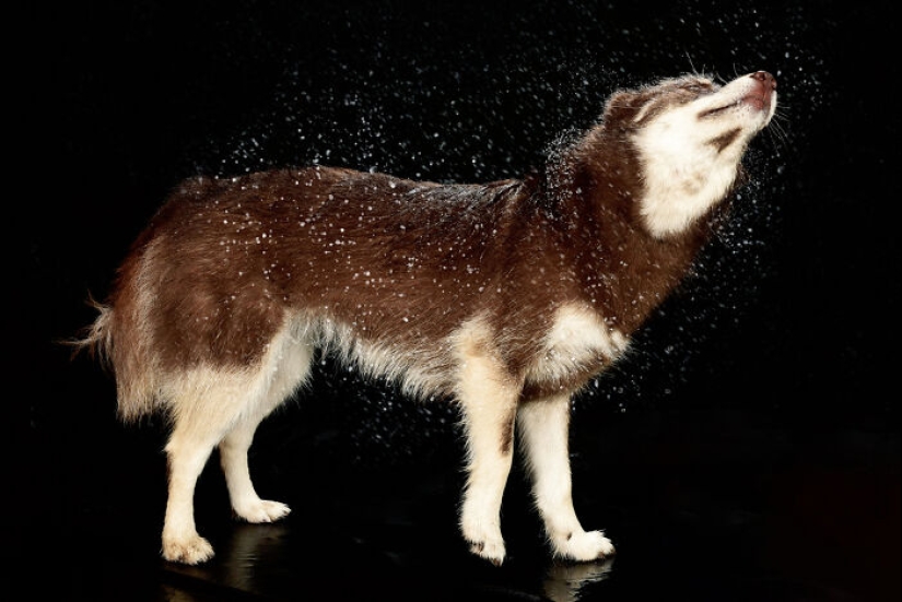 I Photographed Dogs Playing With Water
