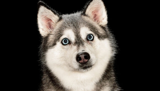 I Photographed Dogs Playing With Water I Photographed Dogs Playing With Water