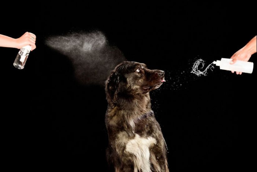 I Photographed Dogs Playing With Water