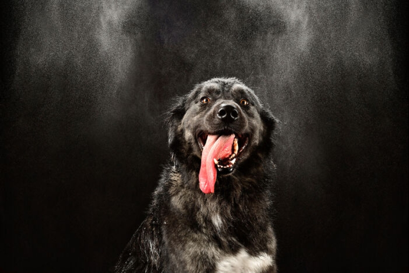 I Photographed Dogs Playing With Water