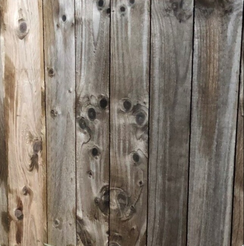 "I see faces": 20+ deceptive photos that you will have to look at twice "I see faces": 20+ deceptive photos that you will have to look at twice