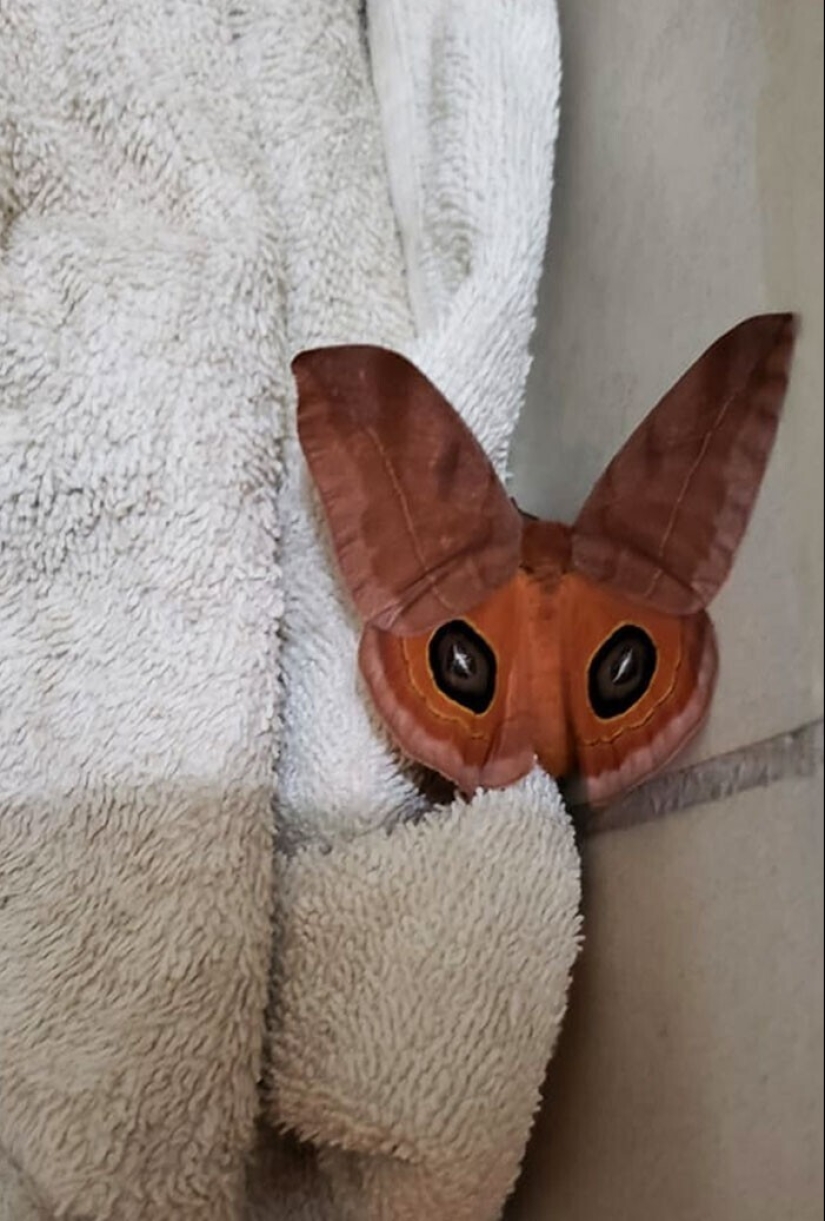 "I see faces": 20+ deceptive photos that you will have to look at twice "I see faces": 20+ deceptive photos that you will have to look at twice