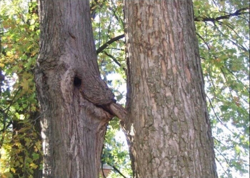 "I see faces": 20+ deceptive photos that you will have to look at twice "I see faces": 20+ deceptive photos that you will have to look at twice