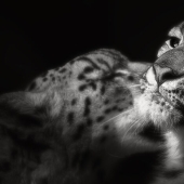 I Took Pictures Of Animals Showing Care And Affection Towards Each Other