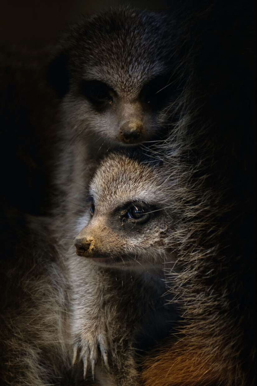 I Took Pictures Of Animals Showing Care And Affection Towards Each Other I Took Pictures Of Animals Showing Care And Affection Towards Each Other