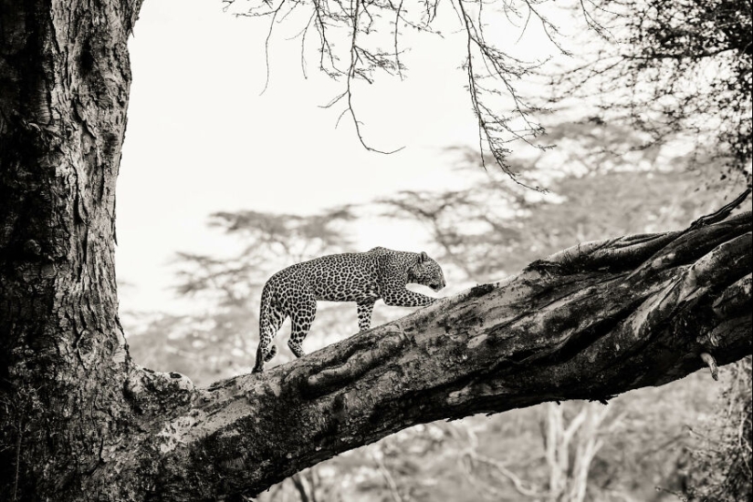 I Went To Kenya On A Safari, Here’s 21 Of The Best Photos I Went To Kenya On A Safari, Here’s 21 Of The Best Photos