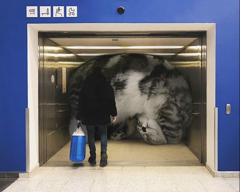 If Cats Were Giants: Artist Explores Surreal Concept By Creating Realistic-Looking Images