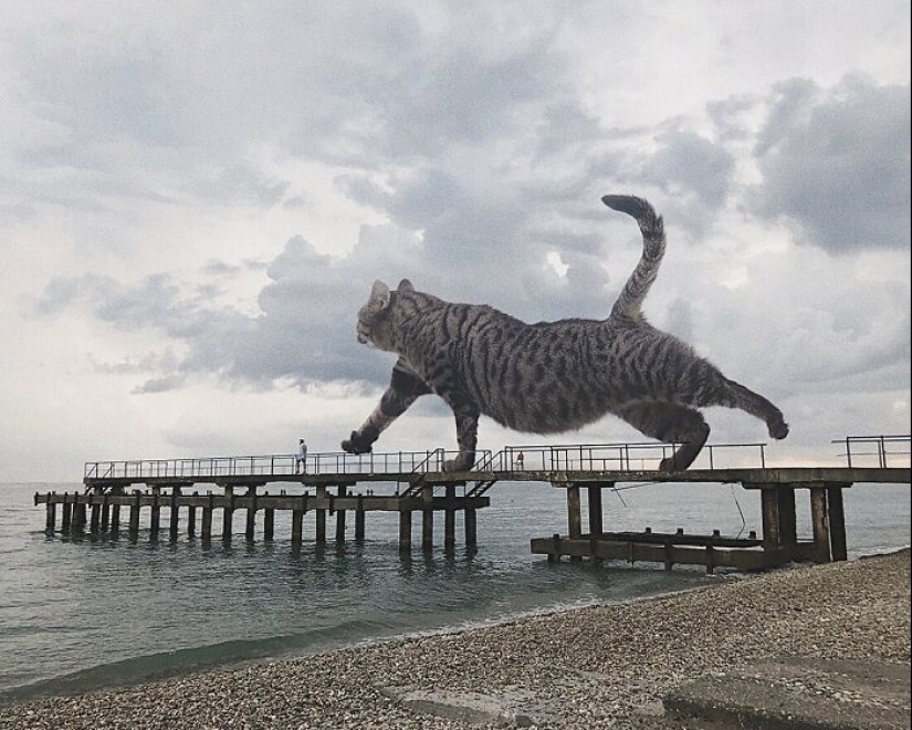 If Cats Were Giants: Artist Explores Surreal Concept By Creating Realistic-Looking Images