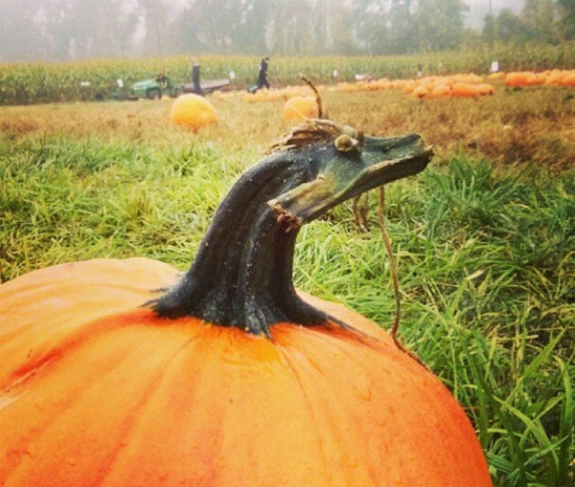 Ilusiones pareidólicas: 18 objetos inanimados que parecen vivos