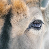I’m An Animal Photographer, And Here Are My 14 Best Close-Up Eye Portraits I Took At The Zoo