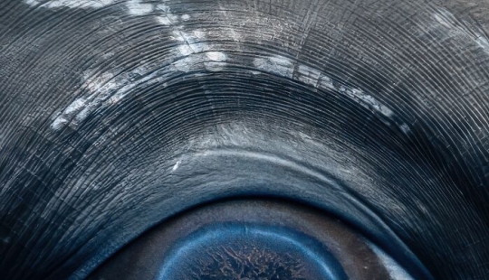 Impresionantes fotografías submarinas de la vida marina por Rachel Moore Impresionantes fotografías submarinas de la vida marina por Rachel Moore