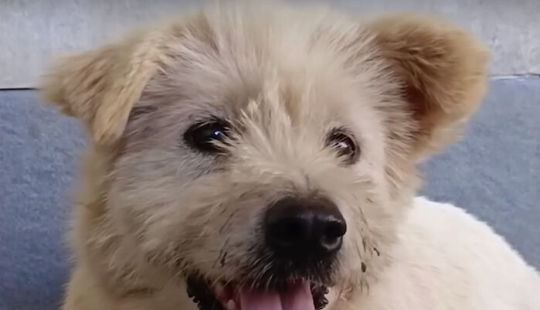 Inspiradora historia de rescate y transformación de un perro que pasó de ser calvo y temeroso a convertirse en un lindo osito de peluche Inspiradora historia de rescate y transformación de un perro que pasó de ser calvo y temeroso a convertirse en un lindo osito de peluche