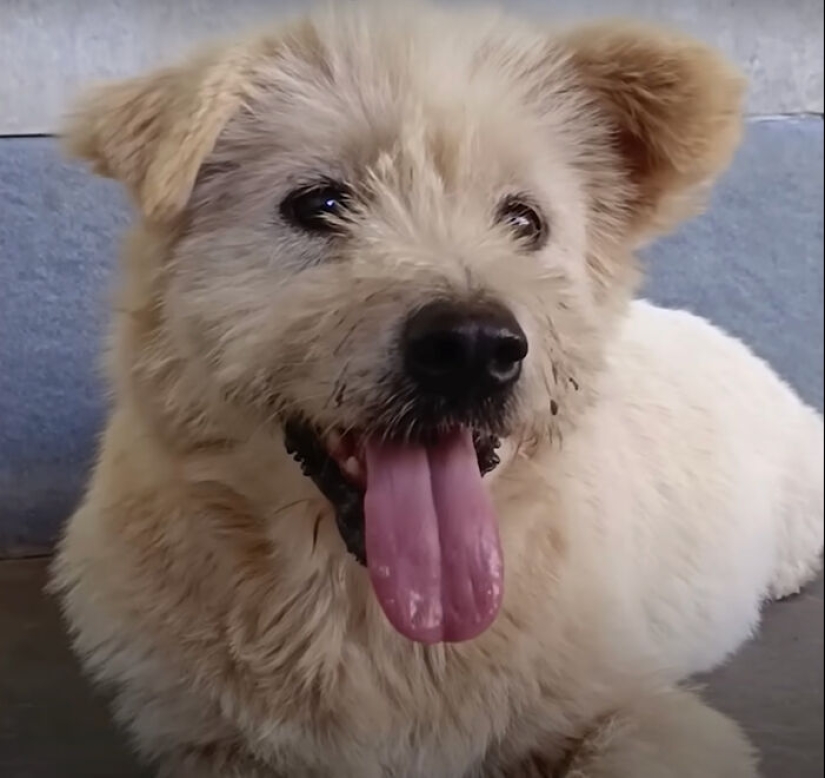 Inspiring Rescue Transformation Story Of A Dog That Went From Bald And Fearful To Cute Cuddle Bear Inspiring Rescue Transformation Story Of A Dog That Went From Bald And Fearful To Cute Cuddle Bear