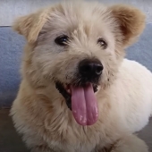 Inspiring Rescue Transformation Story Of A Dog That Went From Bald And Fearful To Cute Cuddle Bear