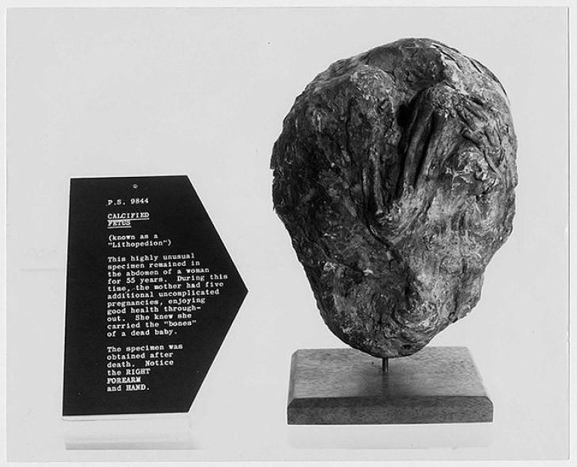 Interesting facts about how animals sleep