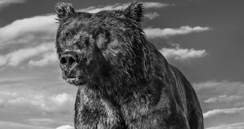 "I've been chasing this leopard hour and a half": the history of the creation of the legendary the best shots of wildlife photographer David yarrow