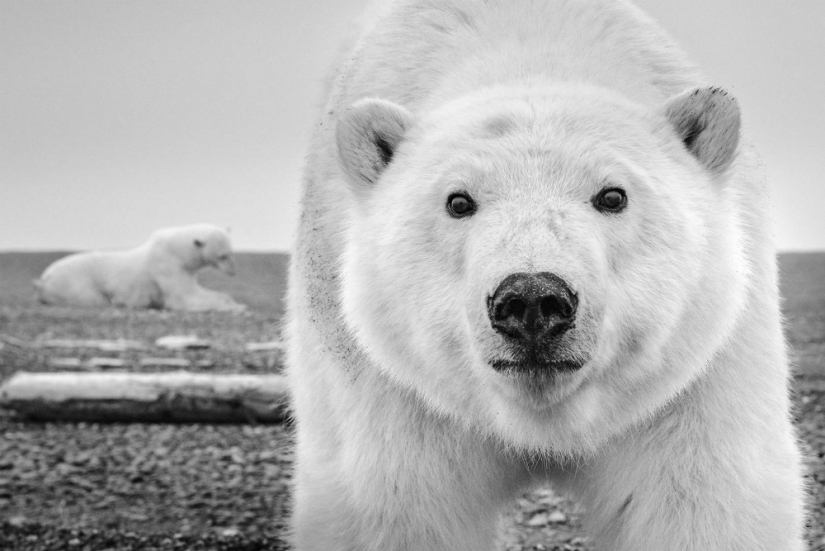 "I've been chasing this leopard hour and a half": the history of the creation of the legendary the best shots of wildlife photographer David yarrow