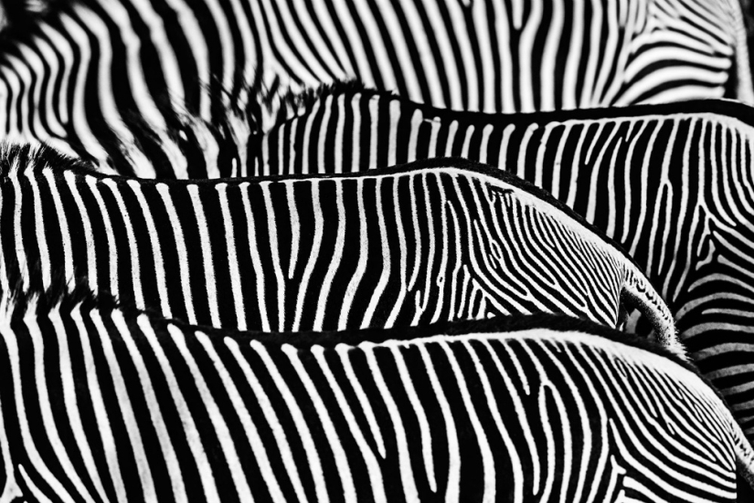 "I've been chasing this leopard hour and a half": the history of the creation of the legendary the best shots of wildlife photographer David yarrow