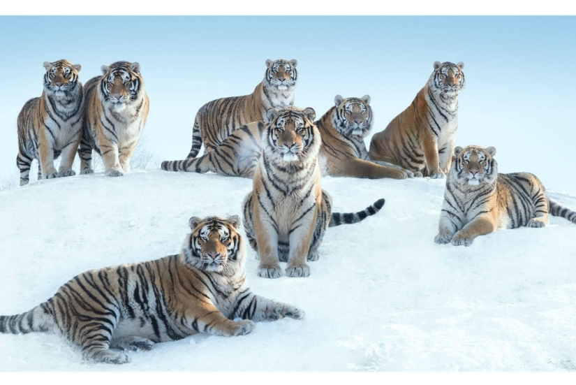 "I've been chasing this leopard hour and a half": the history of the creation of the legendary the best shots of wildlife photographer David yarrow