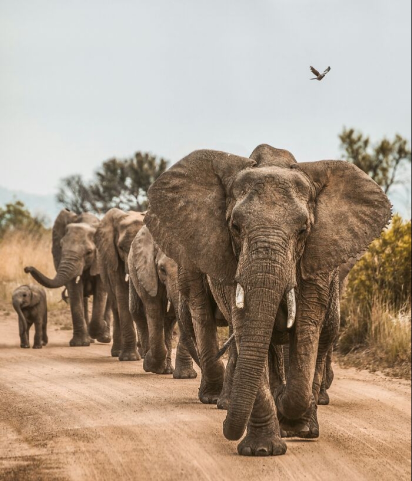 La gente comparte datos interesantes sobre la vida silvestre que no mucha gente conoce, aquí están los 10 mejores