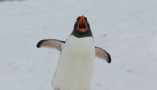 La gente comparte datos interesantes sobre la vida silvestre que no mucha gente conoce, aquí están los 10 mejores