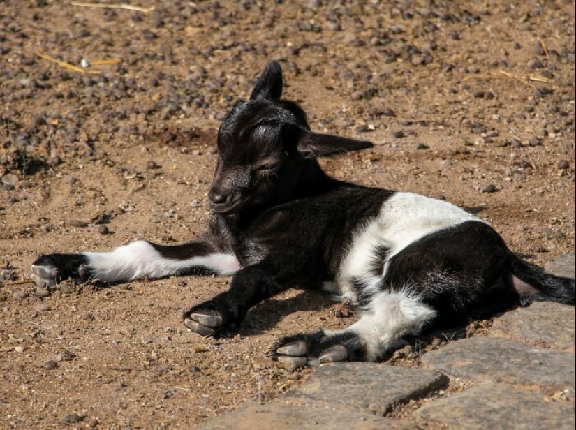 La gente comparte datos interesantes sobre la vida silvestre que no mucha gente conoce, aquí están los 10 mejores
