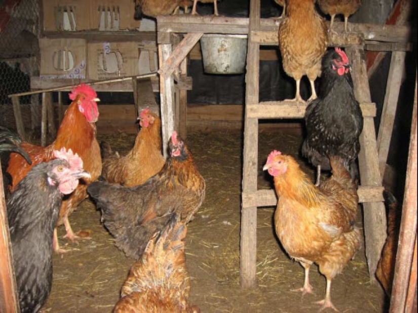La historia de una "chica gallina" portuguesa que creció en un gallinero La historia de una "chica gallina" portuguesa que creció en un gallinero