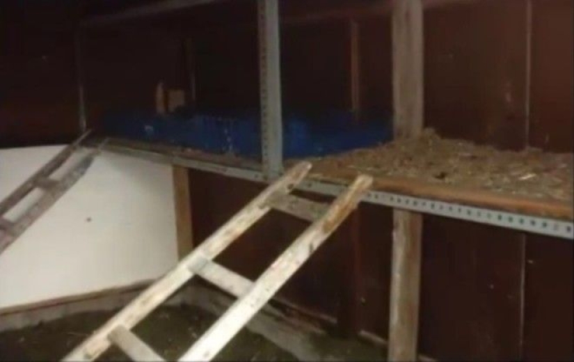 La historia de una "chica gallina" portuguesa que creció en un gallinero La historia de una "chica gallina" portuguesa que creció en un gallinero