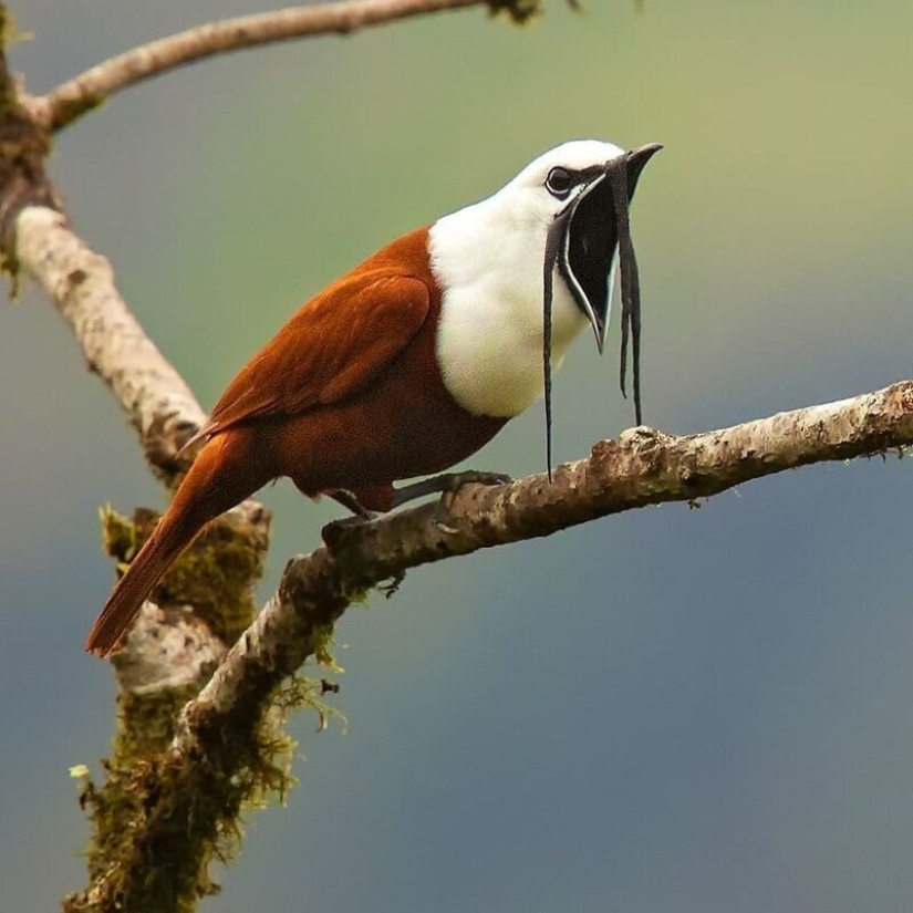La increíble habitantes de los bosques tropicales de Costa Rica, en el lente de la Suprita sahoo