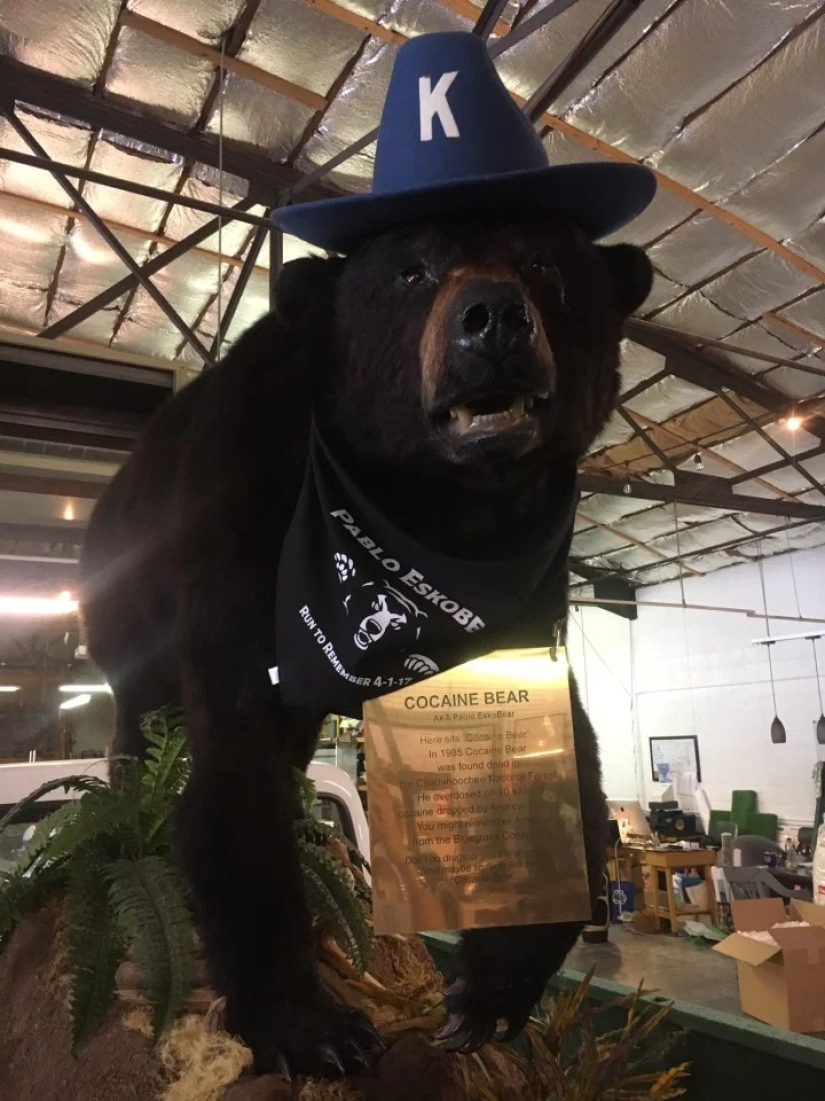 La increíble historia de la Cocaína Oso un oso que se comió 34 kilos de contrabando de cocaína La increíble historia de la Cocaína Oso un oso que se comió 34 kilos de contrabando de cocaína