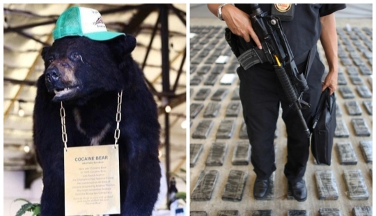 La increíble historia de la Cocaína Oso un oso que se comió 34 kilos de contrabando de cocaína La increíble historia de la Cocaína Oso un oso que se comió 34 kilos de contrabando de cocaína