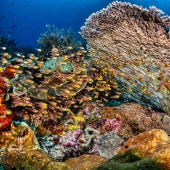 La recuperación total de un arrecife de coral sin vida en 4 años, según un estudio