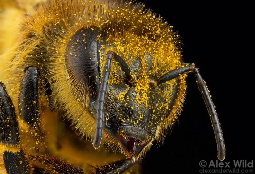 La Vida Secreta de las abejas La Vida Secreta de las abejas