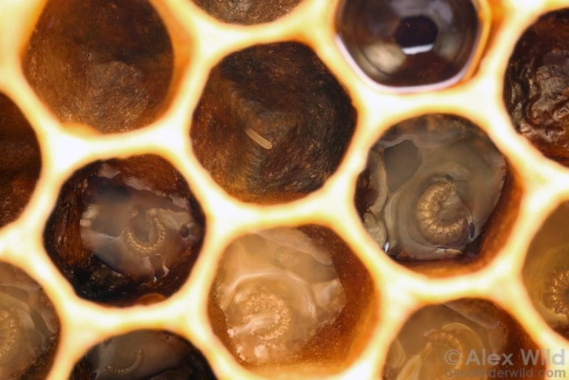 La Vida Secreta de las abejas La Vida Secreta de las abejas