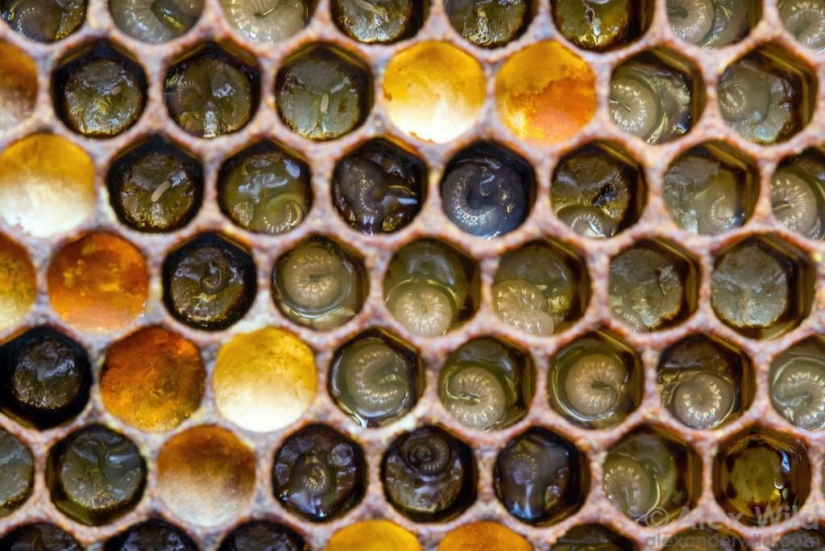 La Vida Secreta de las abejas La Vida Secreta de las abejas