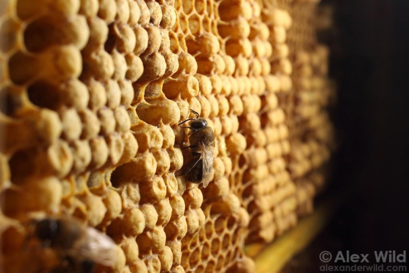 La Vida Secreta de las abejas La Vida Secreta de las abejas