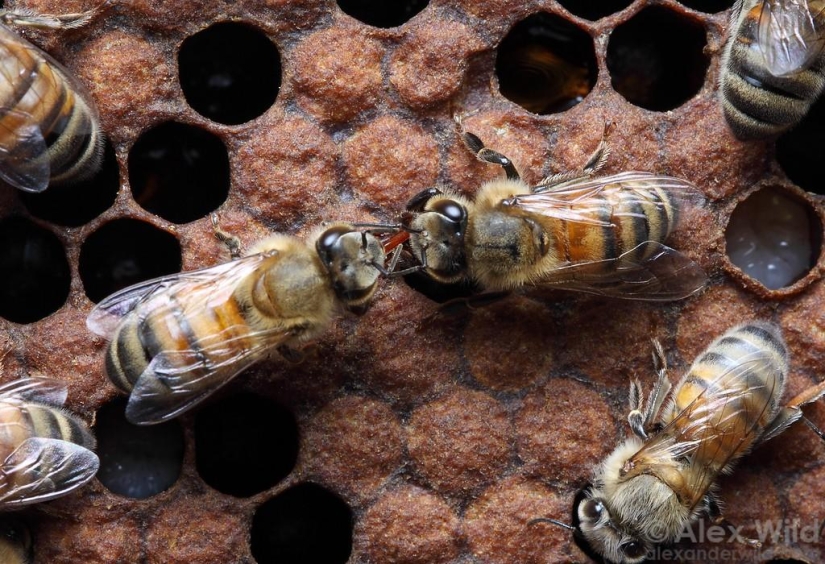 La Vida Secreta de las abejas La Vida Secreta de las abejas